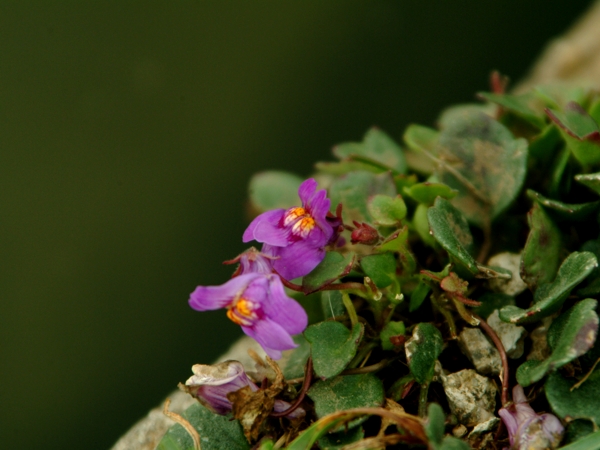 Ciombolino? - Cymbalaria cfr. pallida